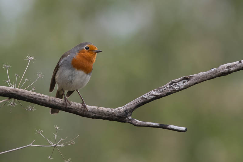 Roodborst